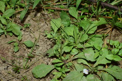 Mazus pumilus