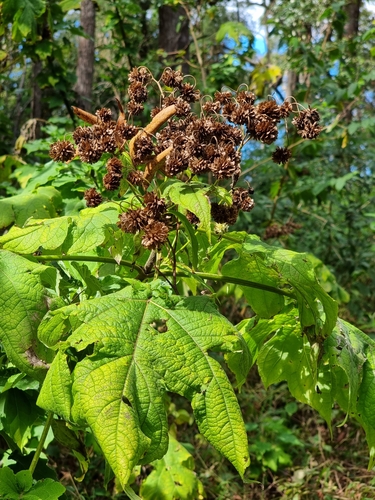 Montanoa hibiscifolia