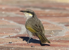 Gavicalis virescens