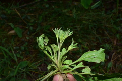Mazus pumilus