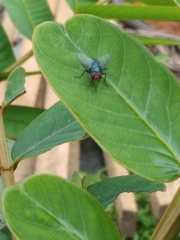 Chrysomya megacephala