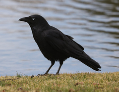 Corvus orru
