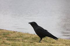 Corvus orru