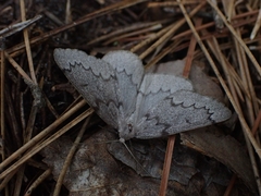 Nepytia pellucidaria