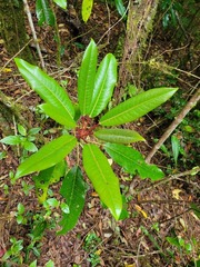 Daphniphyllum himalaense