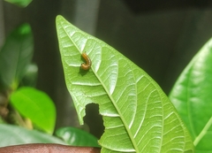 Euploea core