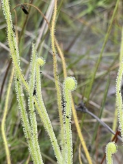 Drosera