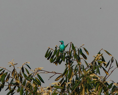 Cotinga cayana