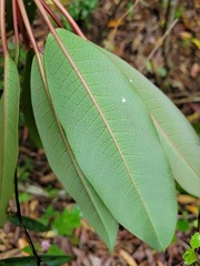 Daphniphyllum himalaense