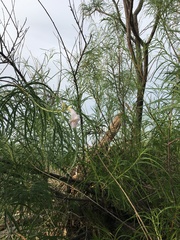 Chilopsis linearis arcuata