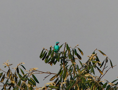 Cotinga cayana