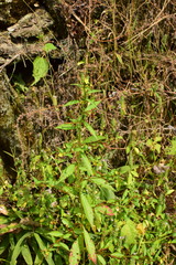 Ludwigia perennis