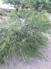 Chilopsis linearis arcuata