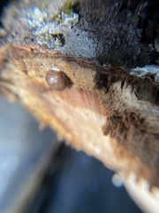 Reticularia splendens
