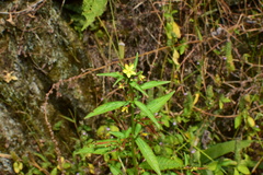 Ludwigia perennis
