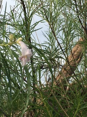 Chilopsis linearis arcuata