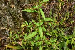 Ludwigia perennis