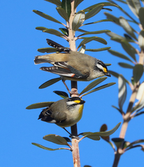 Pardalotus striatus