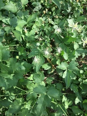 Clematis ligusticifolia