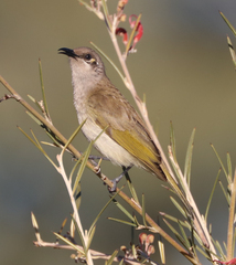 Lichmera indistincta