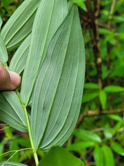 Polygonatum arisanense