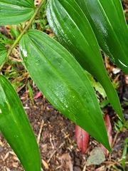 Polygonatum arisanense