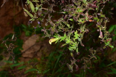 Siphonostegia laeta