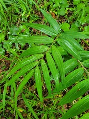 Polygonatum arisanense