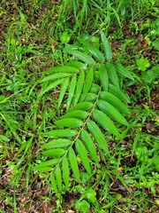 Polygonatum arisanense