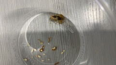 Olivierus martensii