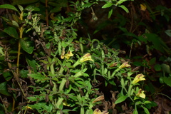 Siphonostegia laeta