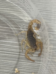 Olivierus martensii