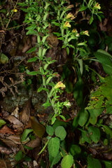 Siphonostegia laeta