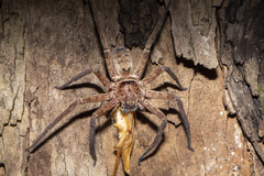 Heteropoda jugulans