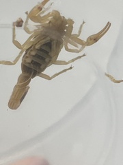Olivierus martensii