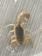 Olivierus martensii