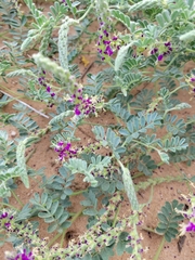 Dalea lanata