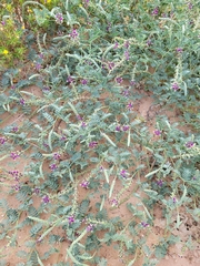 Dalea lanata