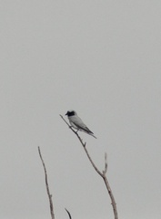 Coracina novaehollandiae