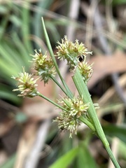 Luzula densiflora