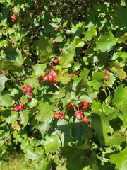 Crataegus chrysocarpa