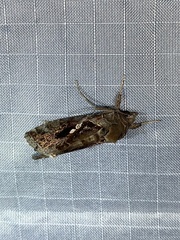 Chrysodeixis