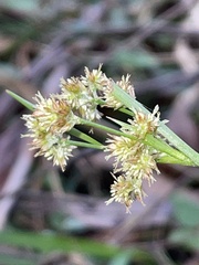 Luzula densiflora