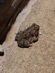Anaxyrus fowleri