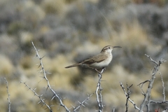 Upucerthia dumetaria