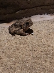 Anaxyrus fowleri