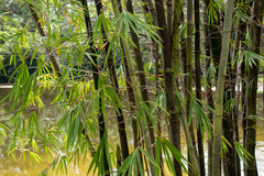 Bambusa vulgaris