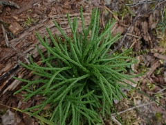 Diphasiastrum complanatum