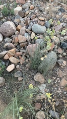 Asclepias subulata