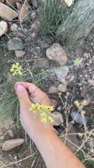 Asclepias subulata